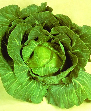Golden Cross 45 day Cabbage